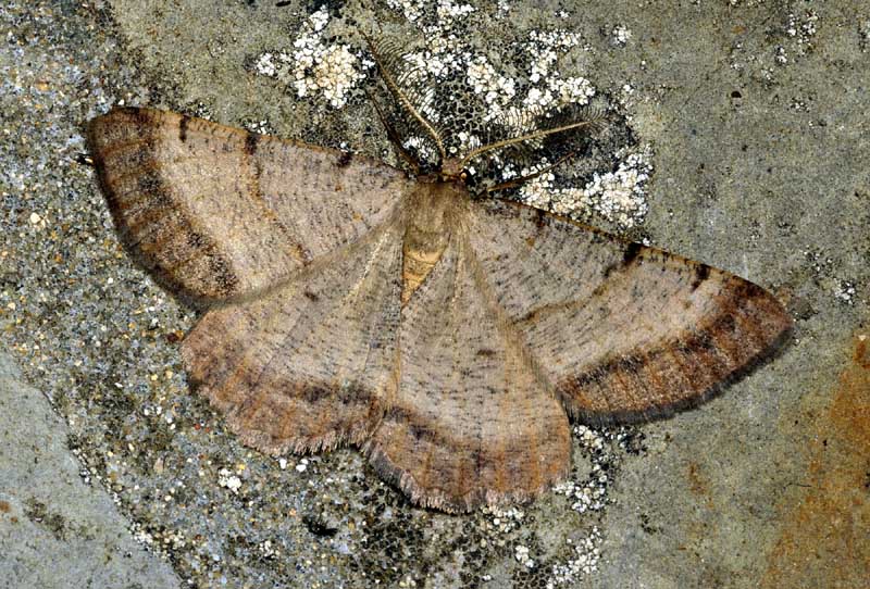 Selidosema brunnearia -Geometridae